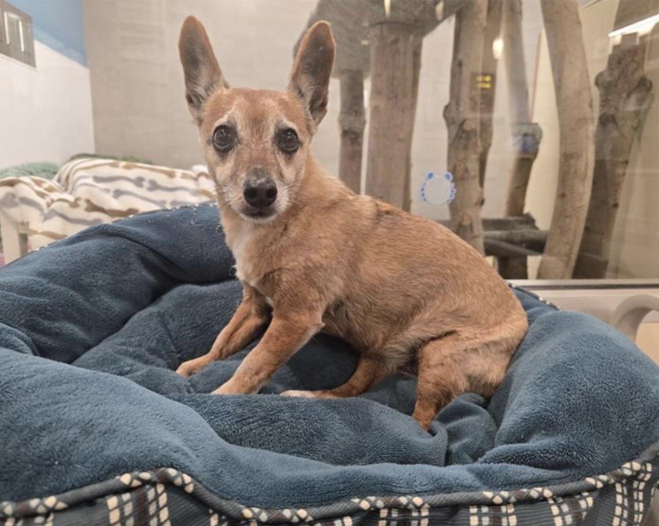 Enlarge Nelson - Courtesy Post, a ADOPTABLE mixed breed in Huntingtown, MD image 1/3
