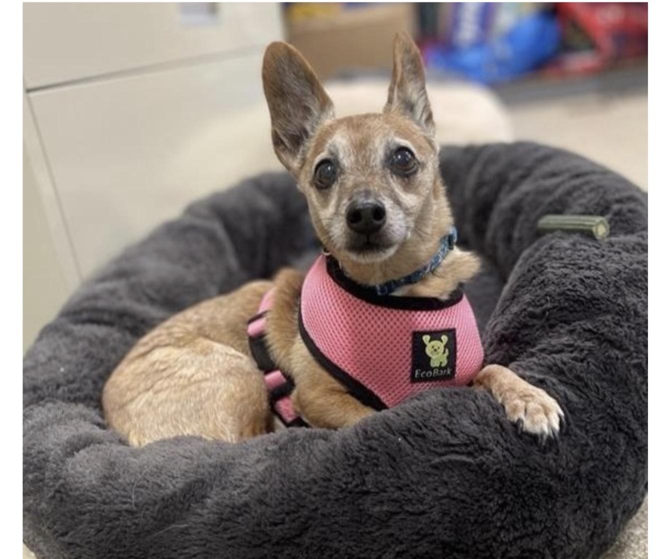 Enlarge Nelson - Courtesy Post, a ADOPTABLE mixed breed in Huntingtown, MD image 2/3