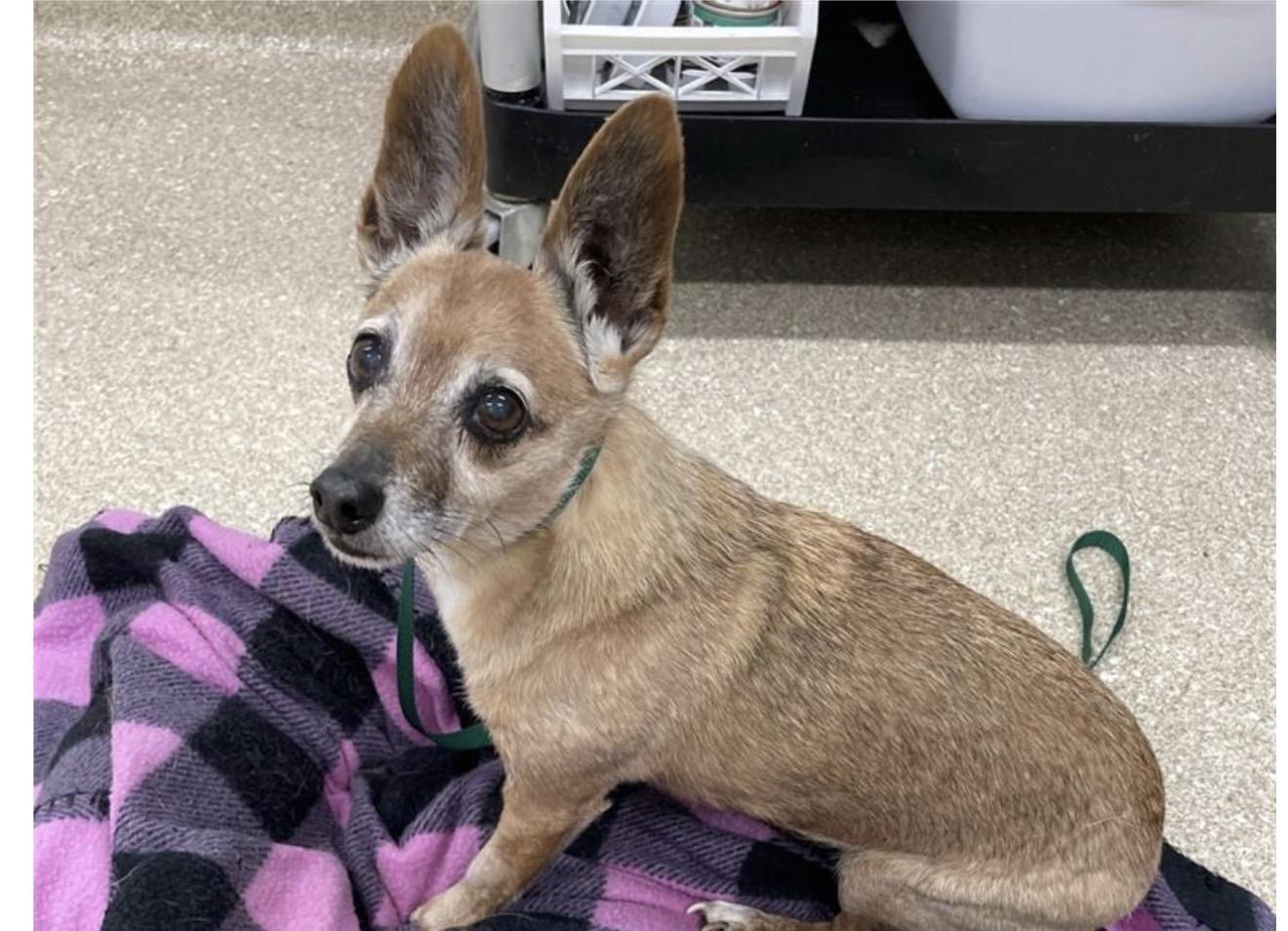 Enlarge Nelson - Courtesy Post, a ADOPTABLE mixed breed in Huntingtown, MD image 3/3