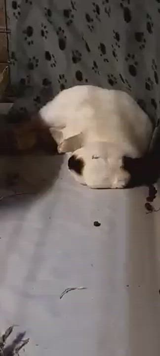 Enlarge Cooper, a Adopted Californian in Wilkes-Barre, PA video 2/3