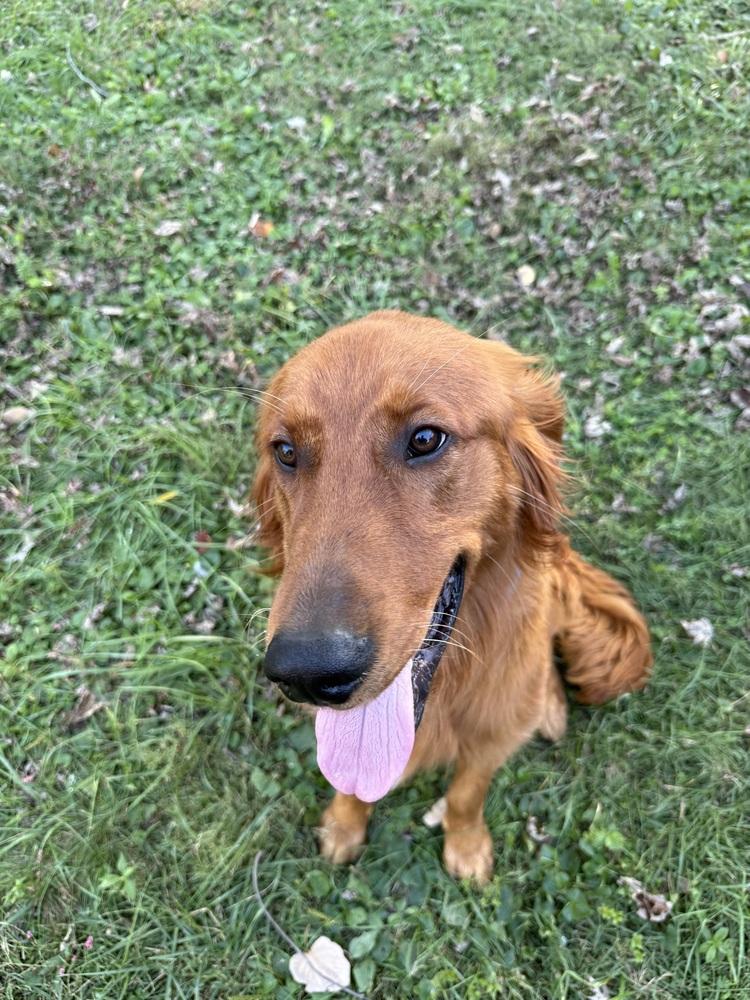 Louie #7333, a Adopted Golden Retriever in Louisville, KY image 1/2