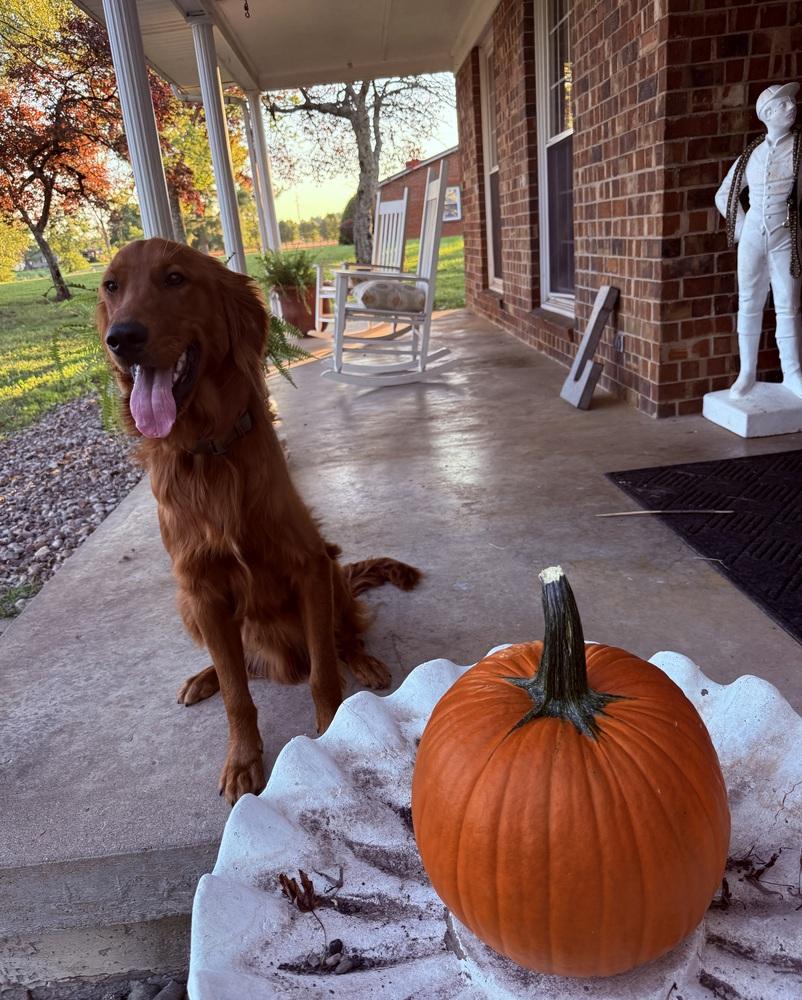 Louie #7333, a Adopted Golden Retriever in Louisville, KY image 2/2