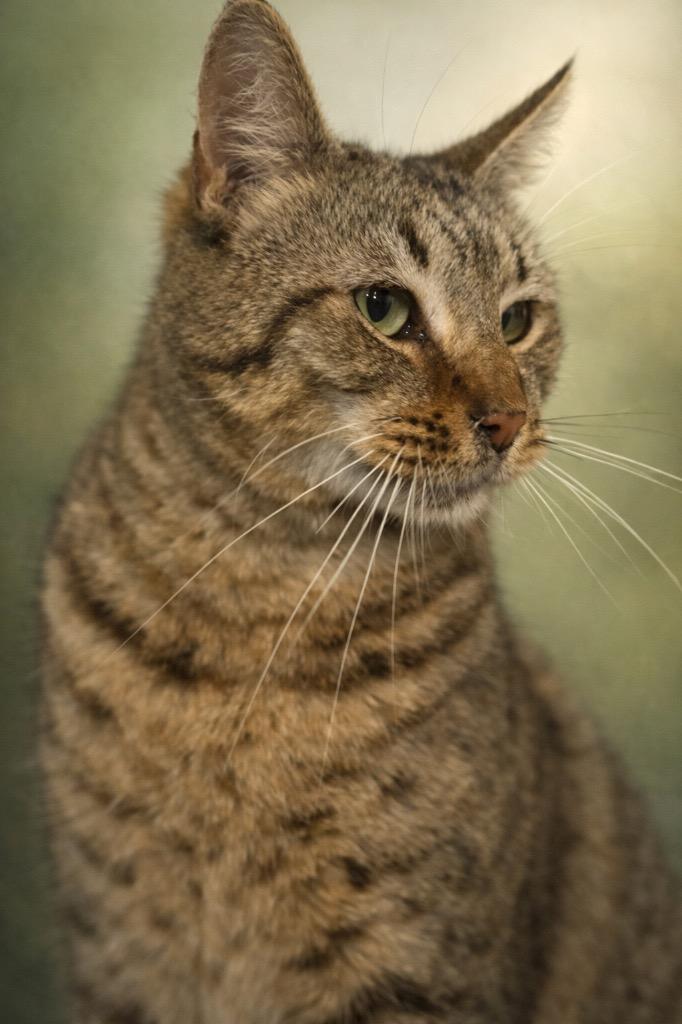 Enlarge Calvin, a Adoptable mixed breed in Dalton, GA image 1/2