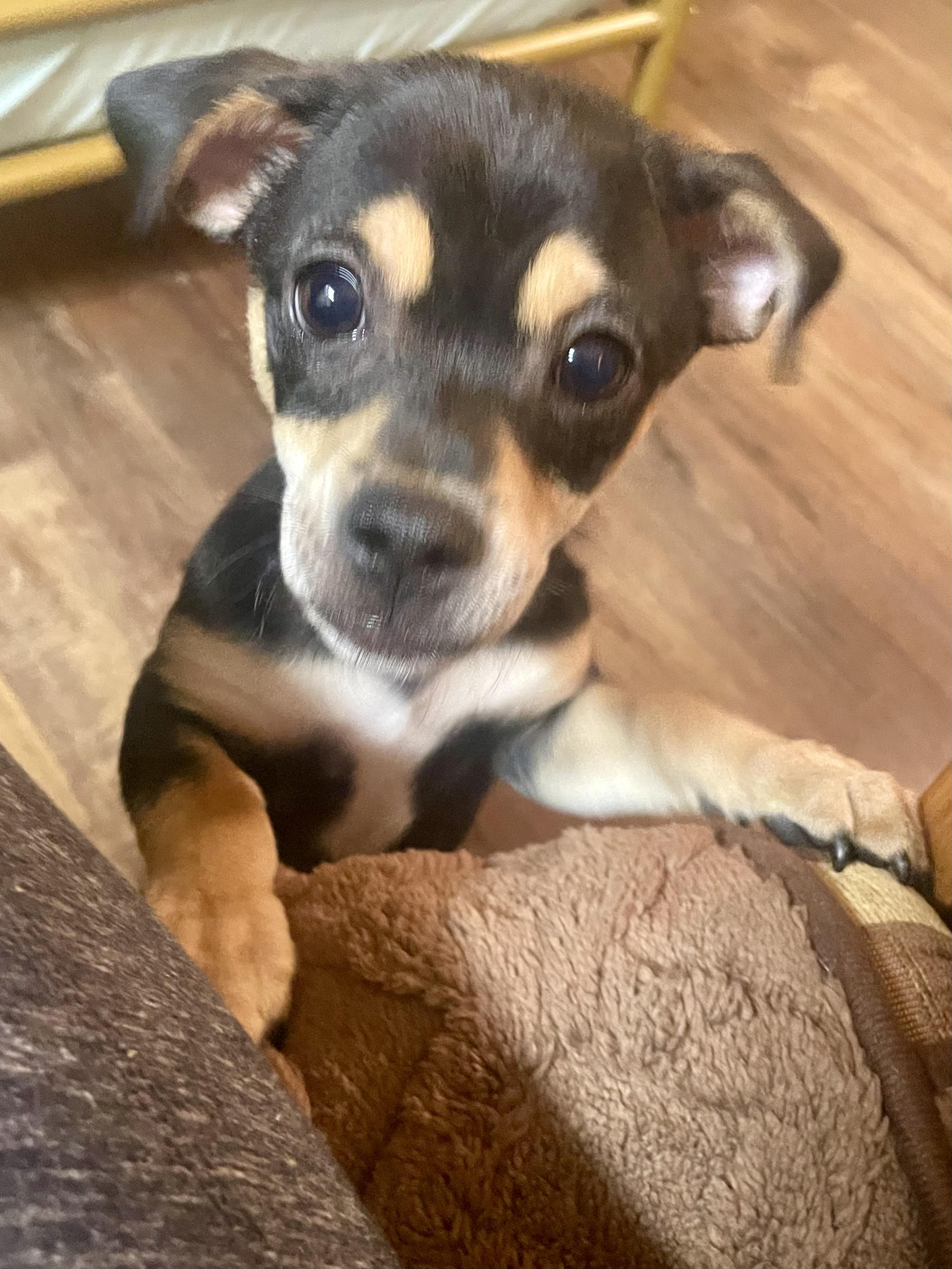 Cori ADOPTED AR, adopted, Puppy Male Chihuahua.