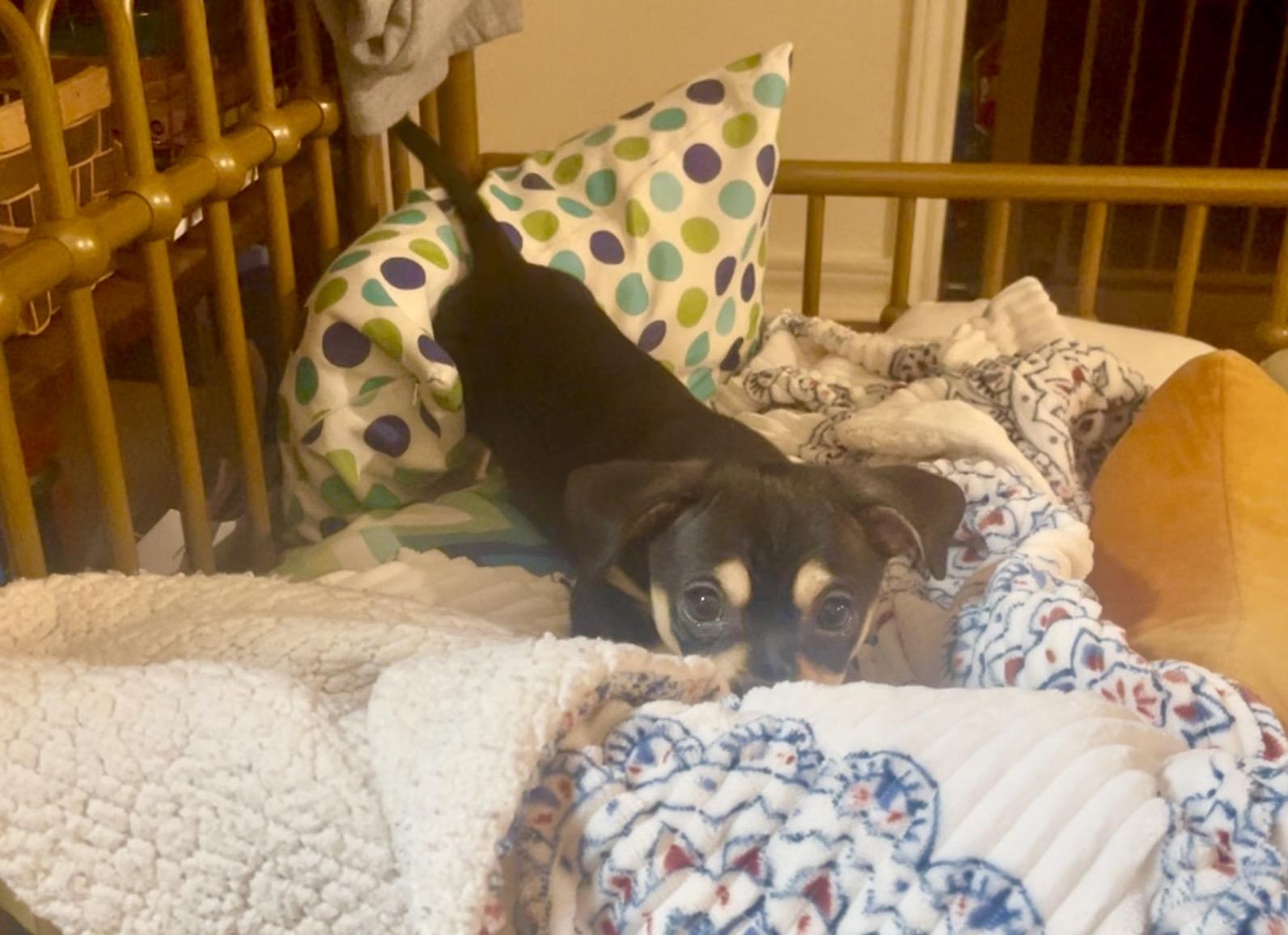 Cori ADOPTED AR, an adopted mixed breed in Texarkana, TX image 5/6