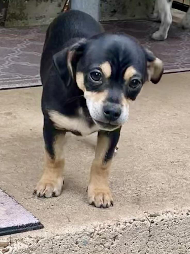 Cori ADOPTED AR, an adopted mixed breed in Texarkana, TX image 4/6