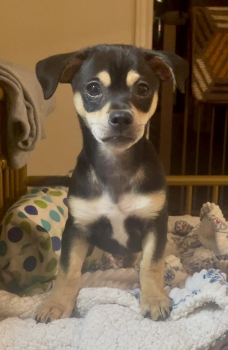 Cori ADOPTED AR, an adopted mixed breed in Texarkana, TX image 3/6