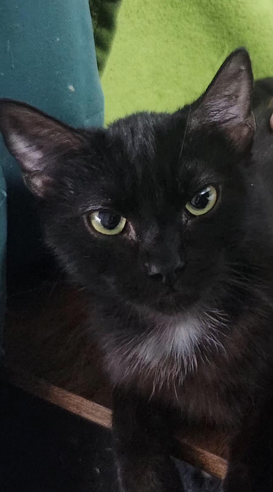 Bane, a Adoptable Domestic Short Hair in Long Beach, CA image 1/4