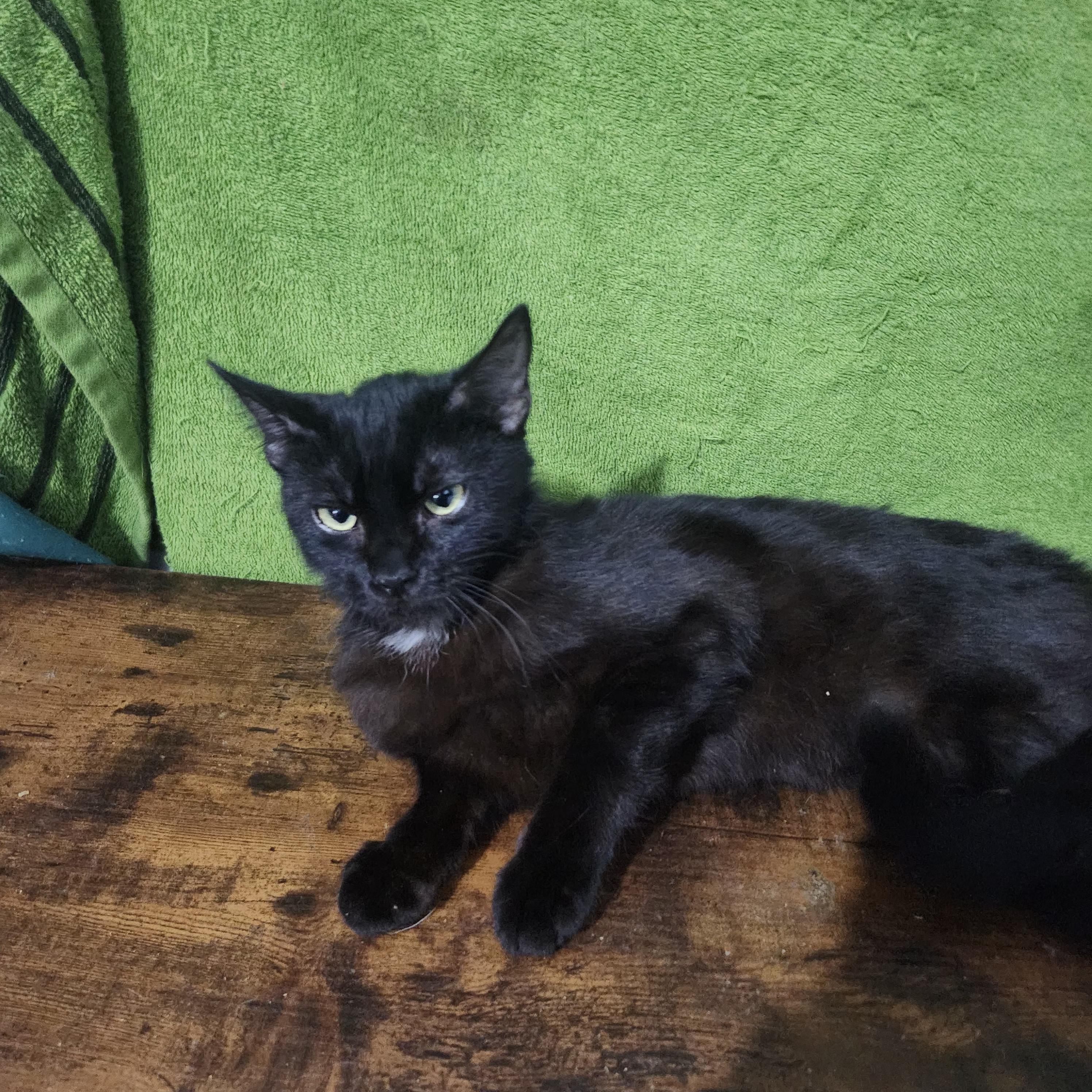 Bane, a Adoptable Domestic Short Hair in Long Beach, CA image 2/4