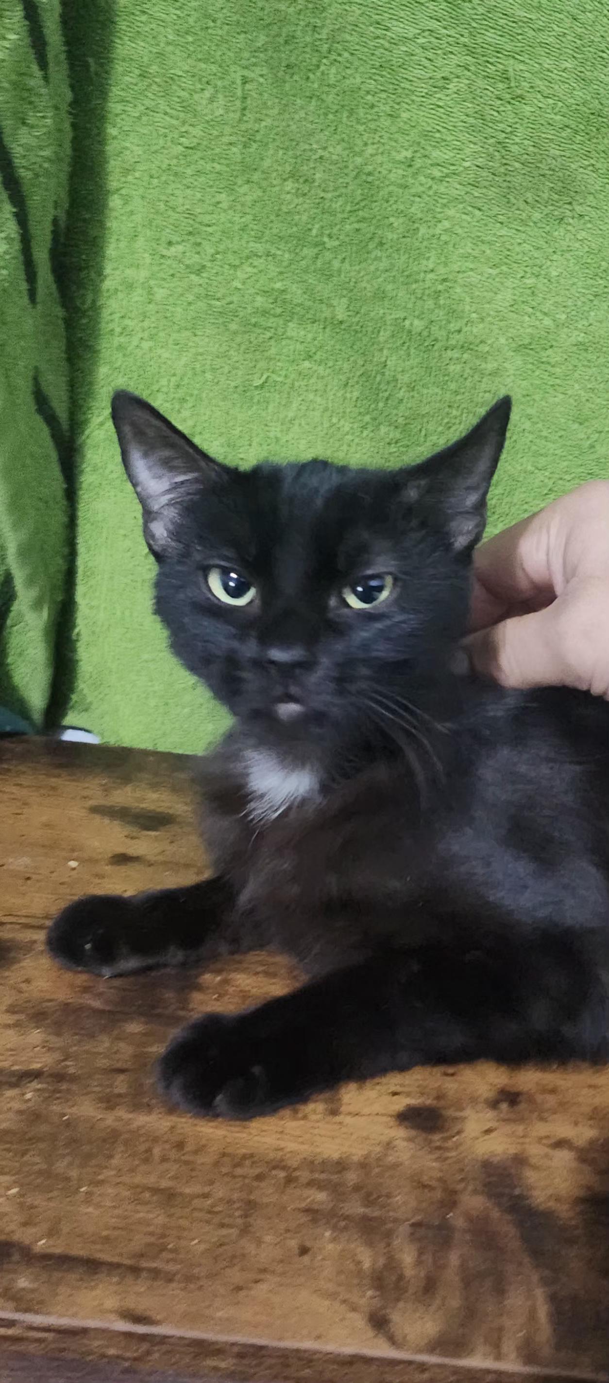 Bane, a Adoptable Domestic Short Hair in Long Beach, CA image 3/4