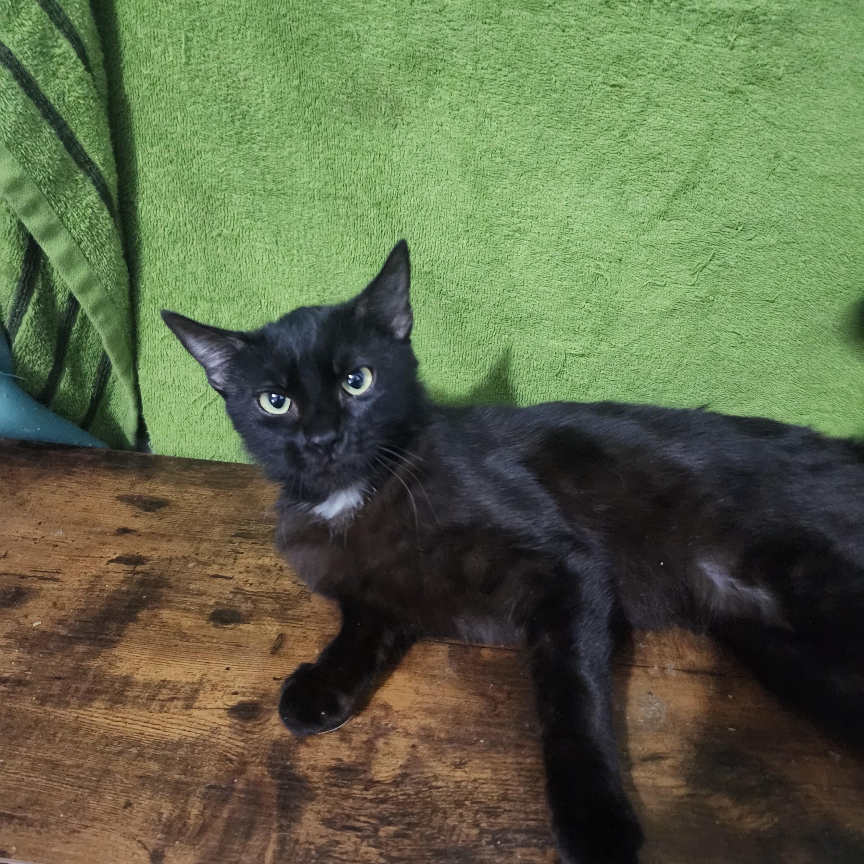 Bane, a Adoptable Domestic Short Hair in Long Beach, CA image 4/4