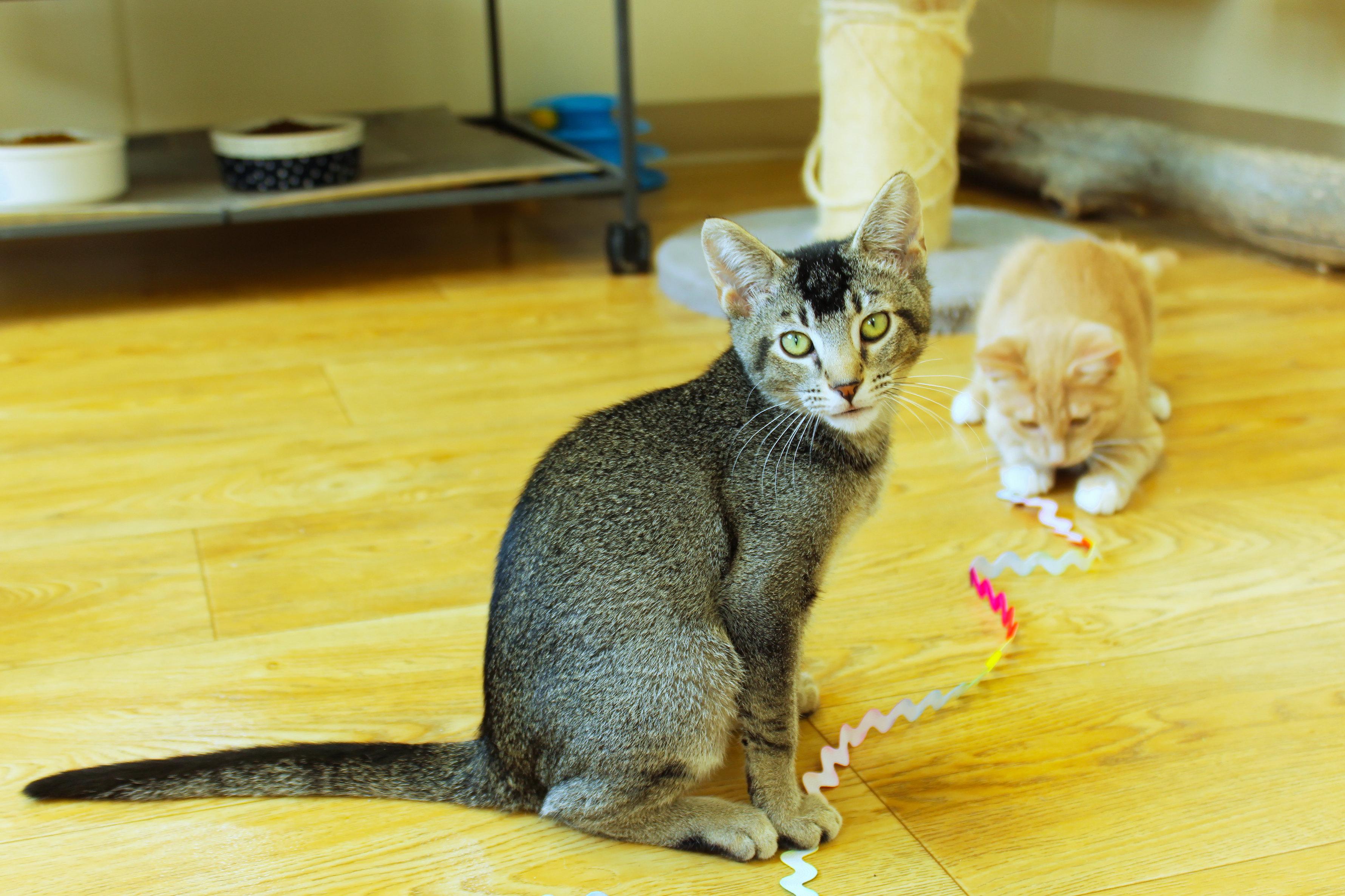 Enlarge Mr. Beam, a Adoptable Domestic Short Hair in Urbana, OH image 5/6