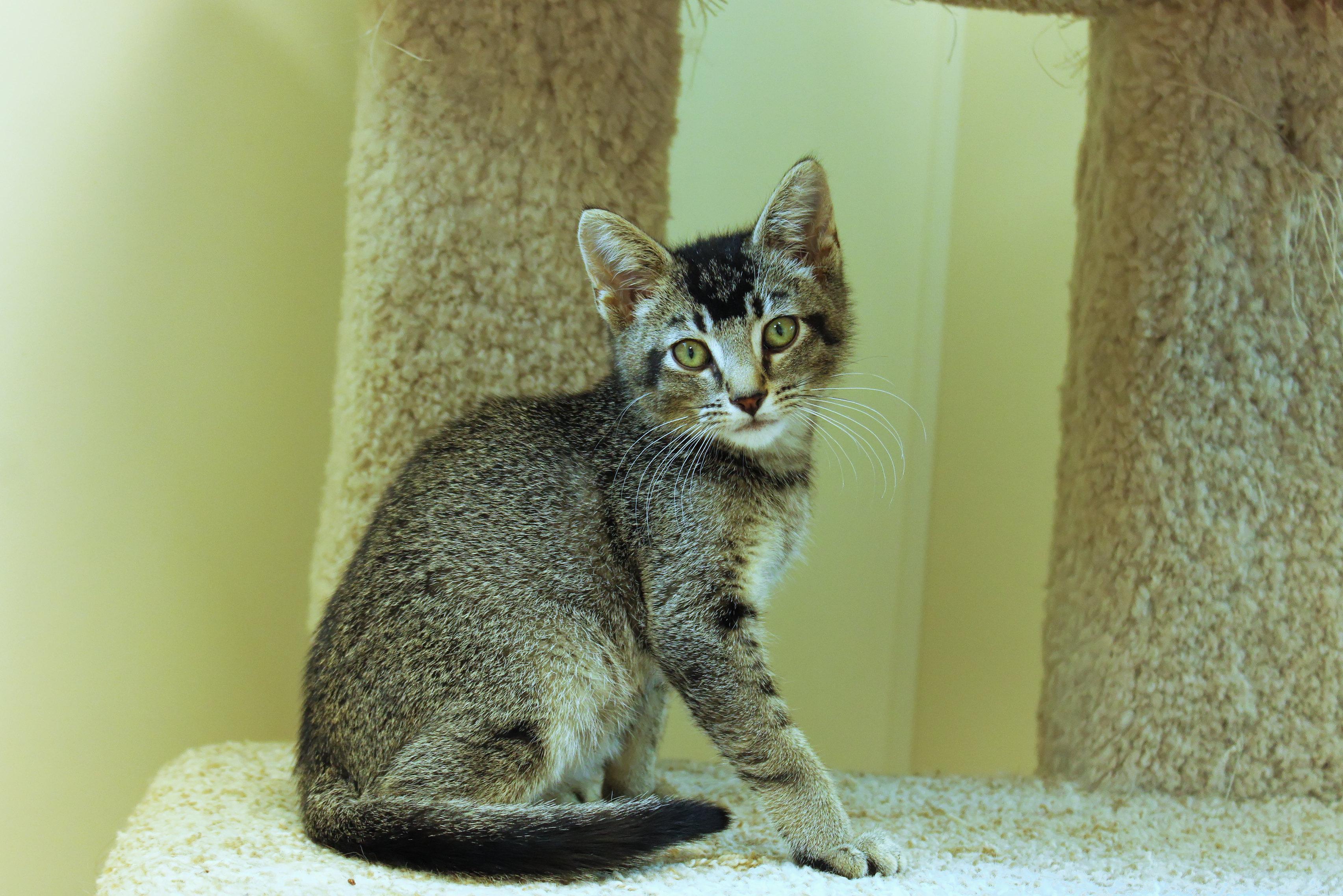 Enlarge Mr. Beam, a Adoptable Domestic Short Hair in Urbana, OH image 2/6