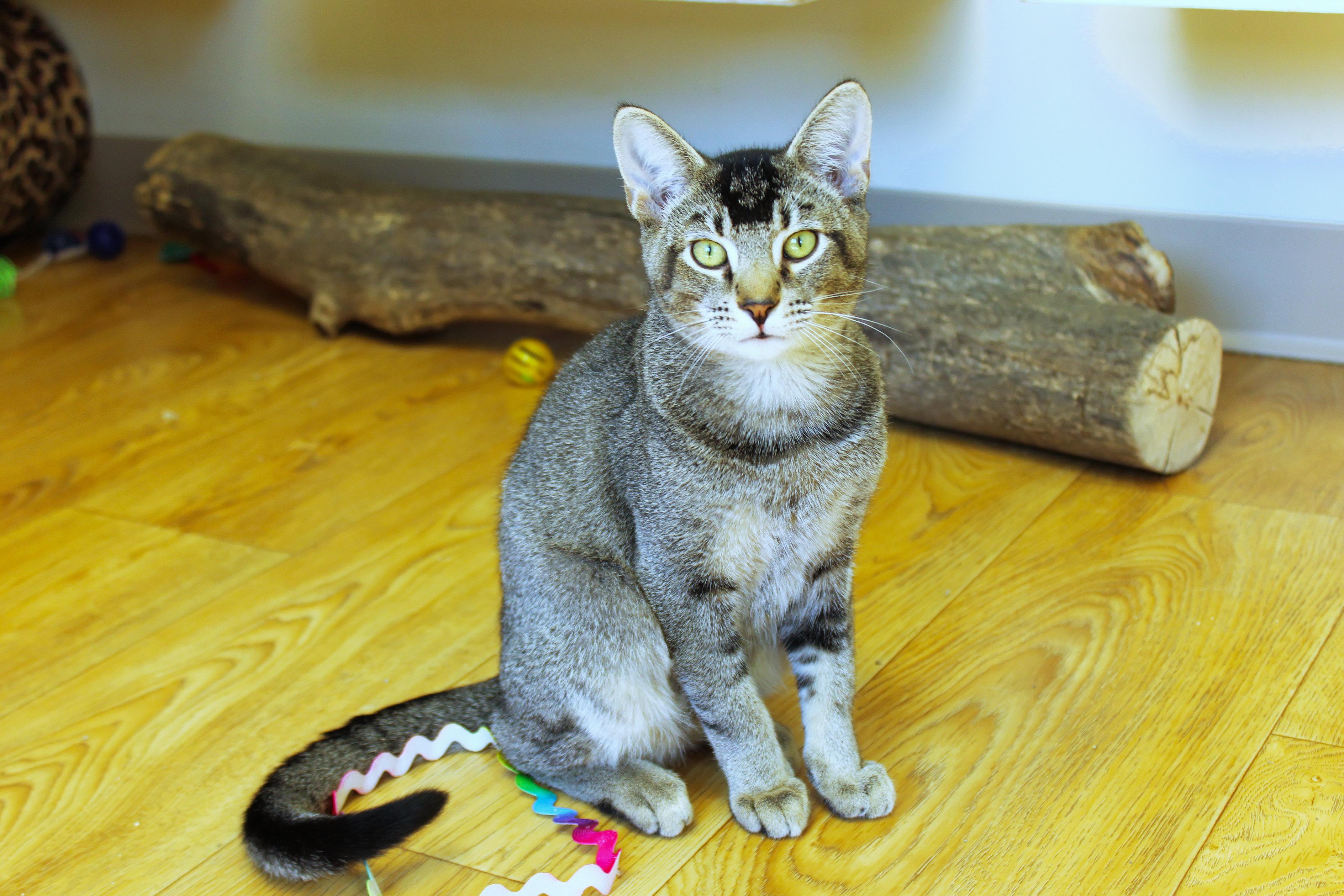 Enlarge Mr. Beam, a Adoptable Domestic Short Hair in Urbana, OH image 1/6
