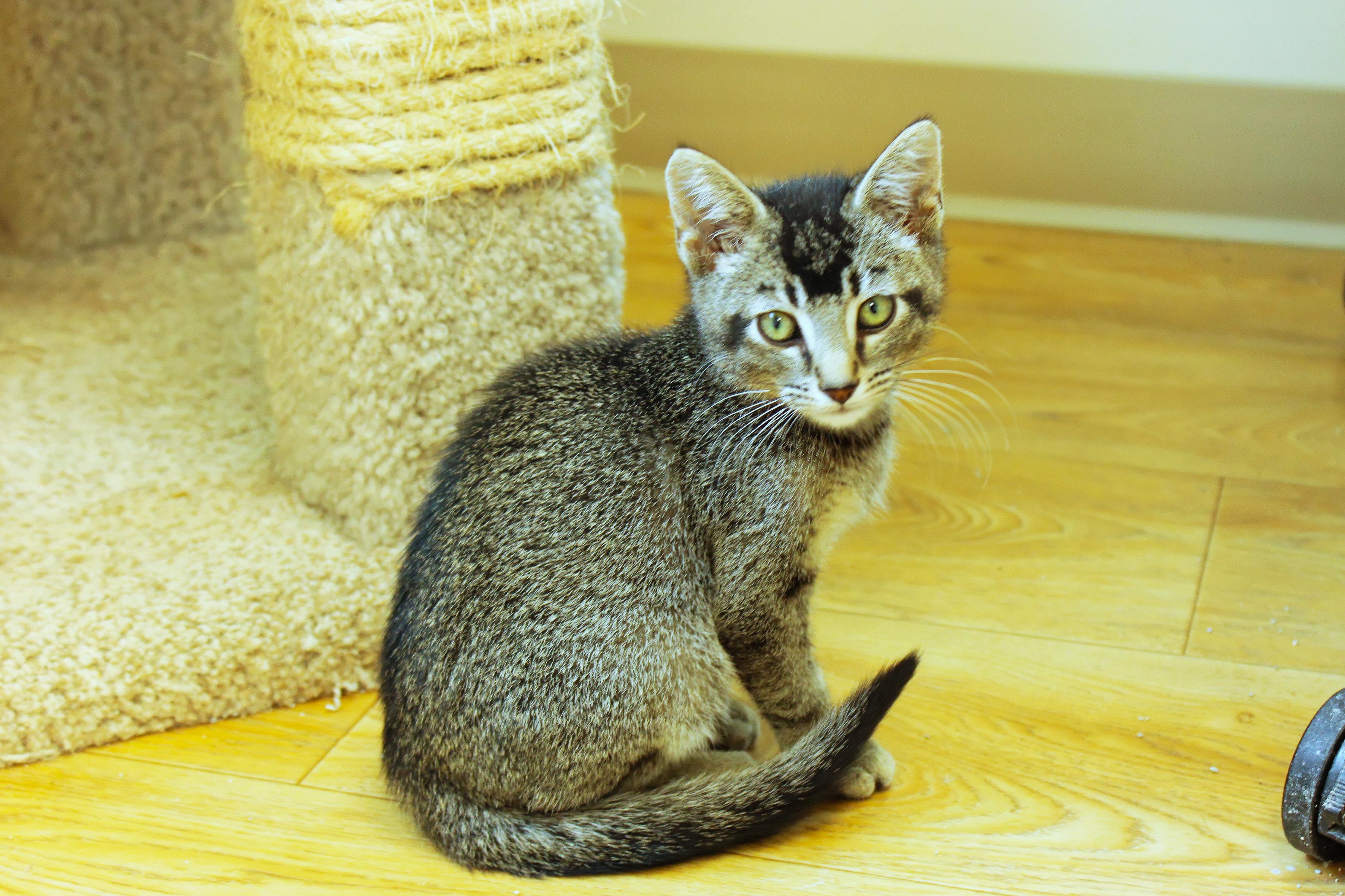 Enlarge Mr. Beam, a Adoptable Domestic Short Hair in Urbana, OH image 4/6