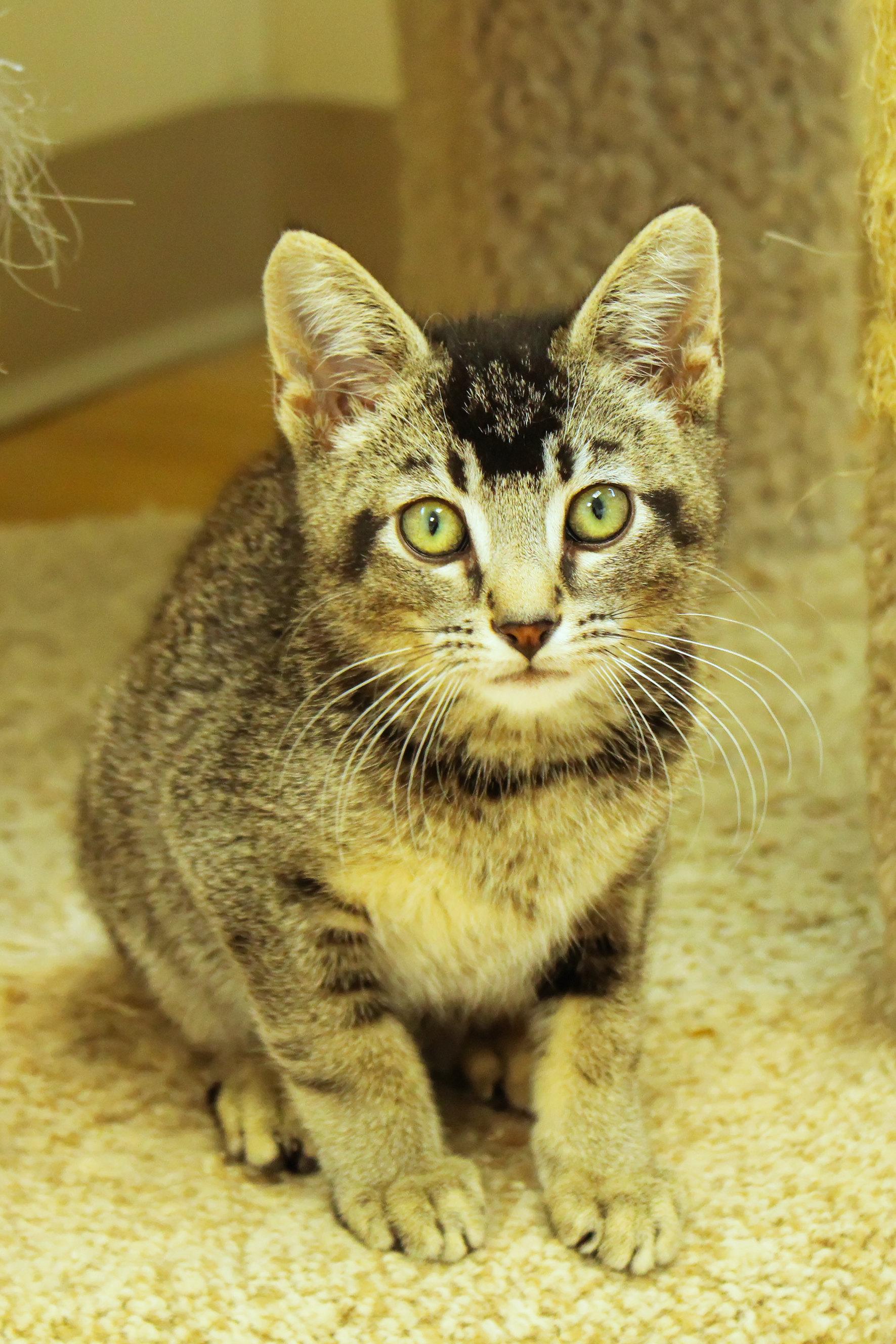 Enlarge Mr. Beam, a Adoptable Domestic Short Hair in Urbana, OH image 3/6