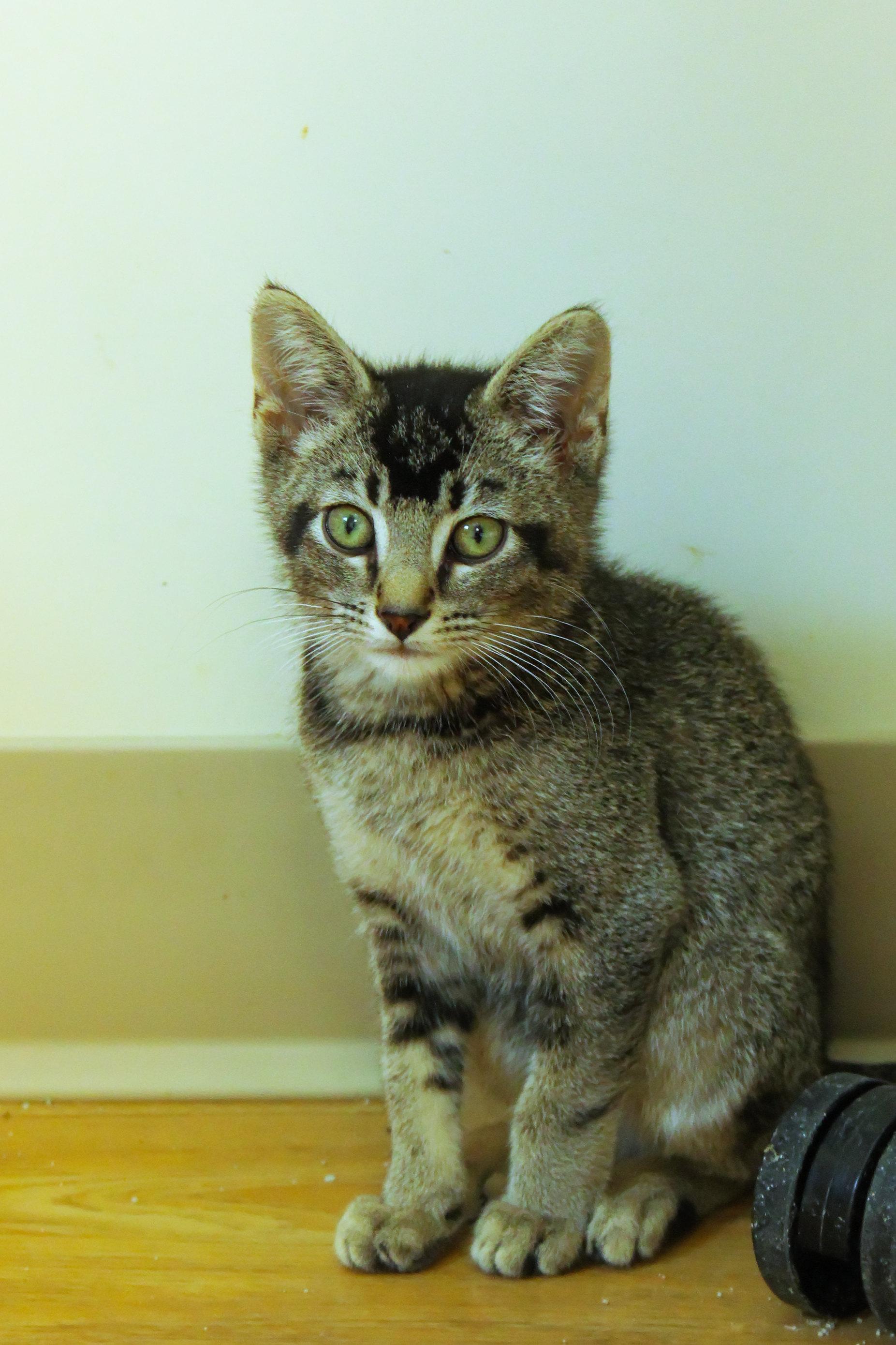 Enlarge Mr. Beam, a Adoptable Domestic Short Hair in Urbana, OH image 6/6