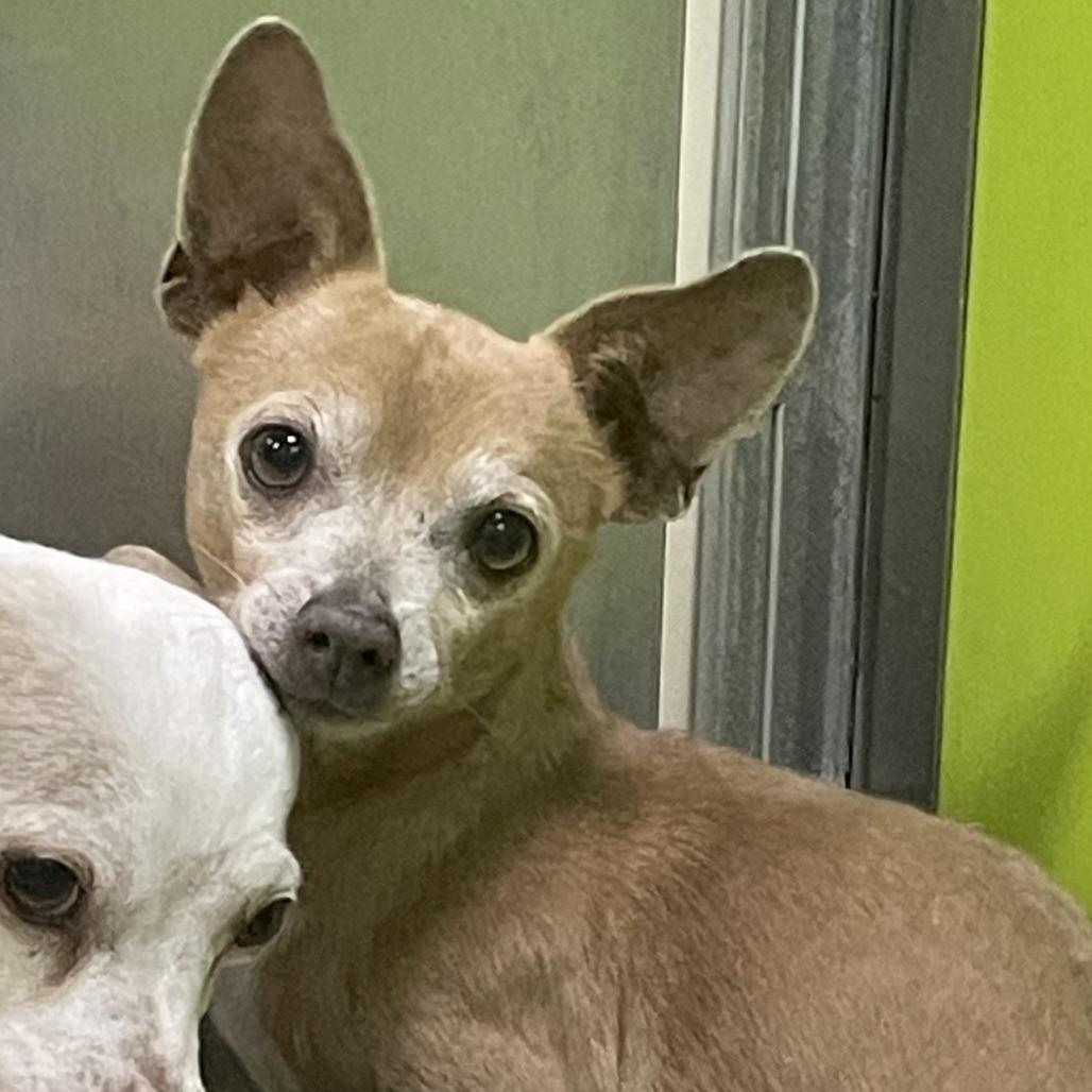 Milo, Adoptable, Senior Male Chihuahua.