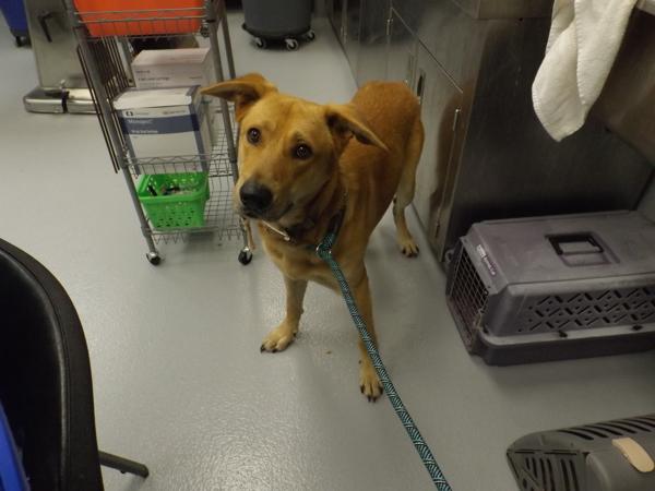 Pen 100c Floyd Hw+, Adoptable, Adult Male Labrador Retriever.