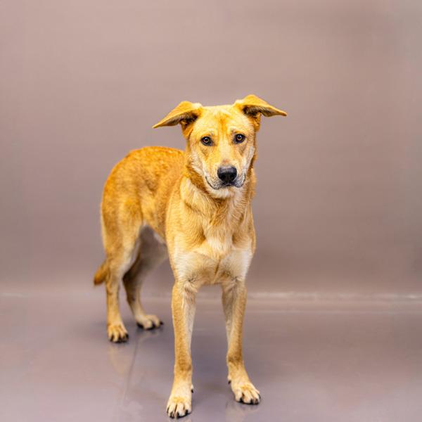Pen 100c Floyd Hw+, a Adoptable mixed breed in Lawrenceville, GA image 2/3