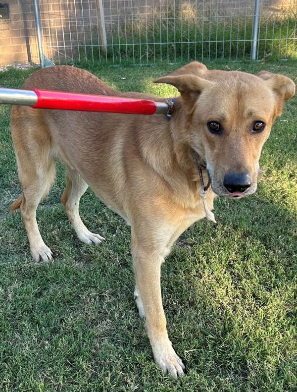 Pen 100c Floyd Hw+, a Adoptable mixed breed in Lawrenceville, GA image 3/3