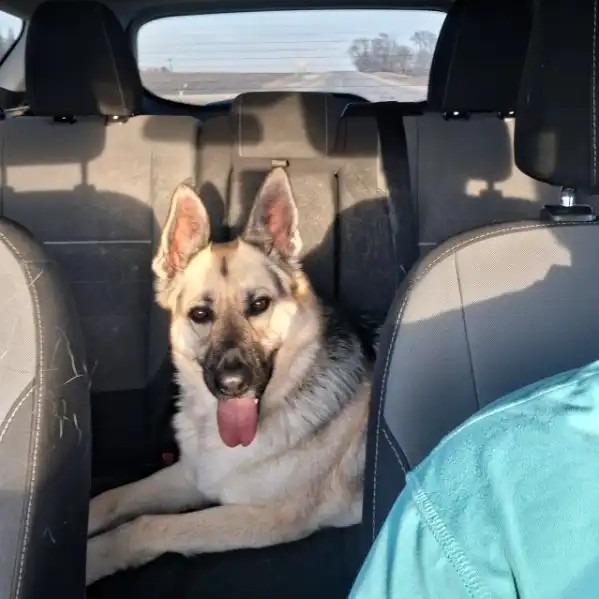 Valentina *Courtesy Listing*, Adoptable, Adult Female German Shepherd Dog.