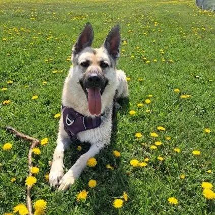 Enlarge Valentina *Courtesy Listing*, a Adoptable German Shepherd Dog in Van Horne, IA image 2/6