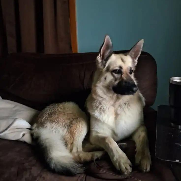 Enlarge Valentina *Courtesy Listing*, a Adoptable German Shepherd Dog in Van Horne, IA image 3/6