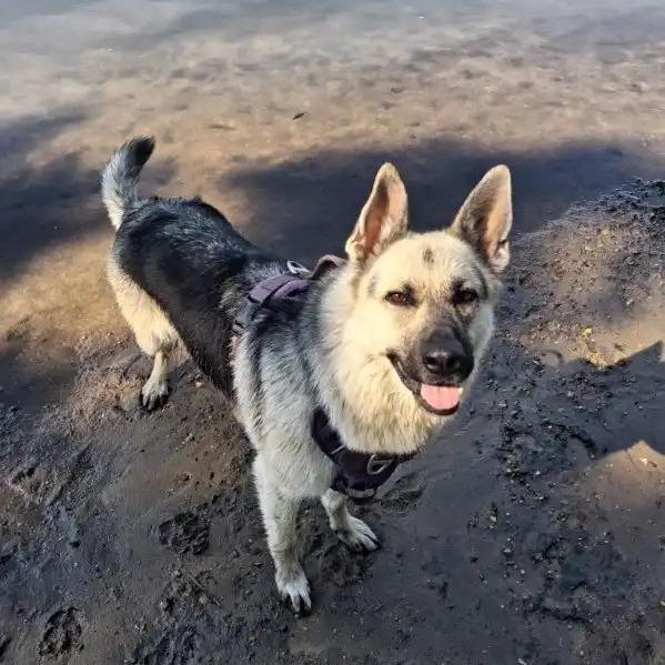 Enlarge Valentina *Courtesy Listing*, a Adoptable German Shepherd Dog in Van Horne, IA image 4/6