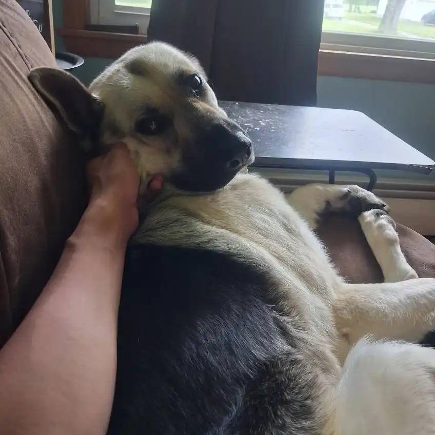 Enlarge Valentina *Courtesy Listing*, a Adoptable German Shepherd Dog in Van Horne, IA image 5/6