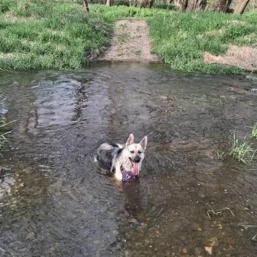 Enlarge Valentina *Courtesy Listing*, a Adoptable German Shepherd Dog in Van Horne, IA image 6/6