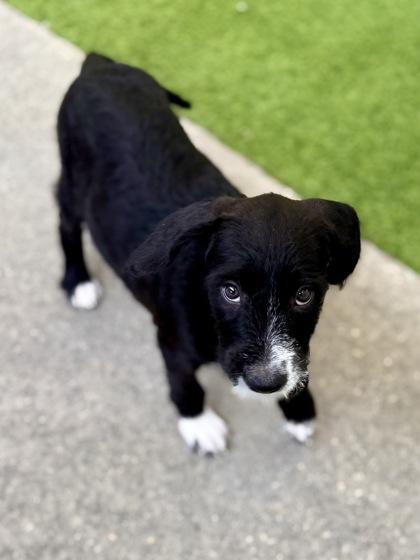 Heidi, Adoptable, Puppy Female Terrier & Mixed Breed.
