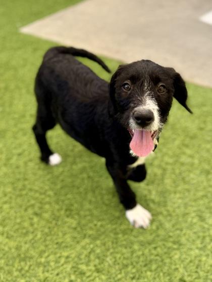 Enlarge Heidi, a Adoptable mixed breed in Picayune, MS image 2/3