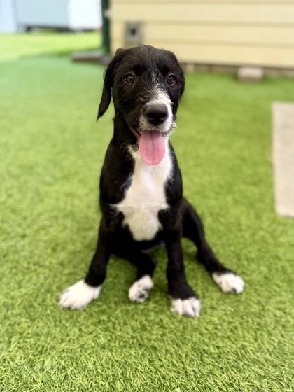 Enlarge Heidi, a Adoptable mixed breed in Picayune, MS image 3/3