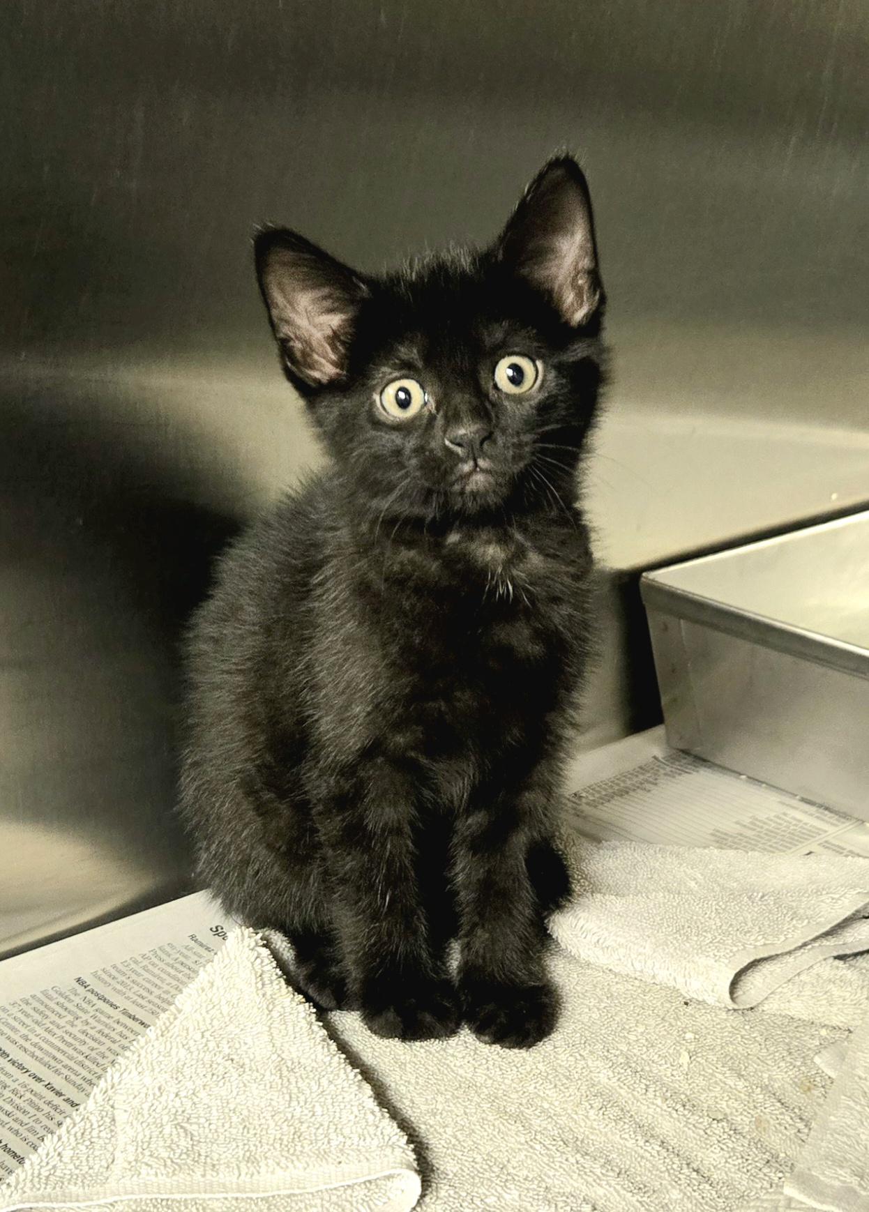 Enlarge 3 baby kittens, an adopted Domestic Short Hair in Arlington Heights, IL image 2/4