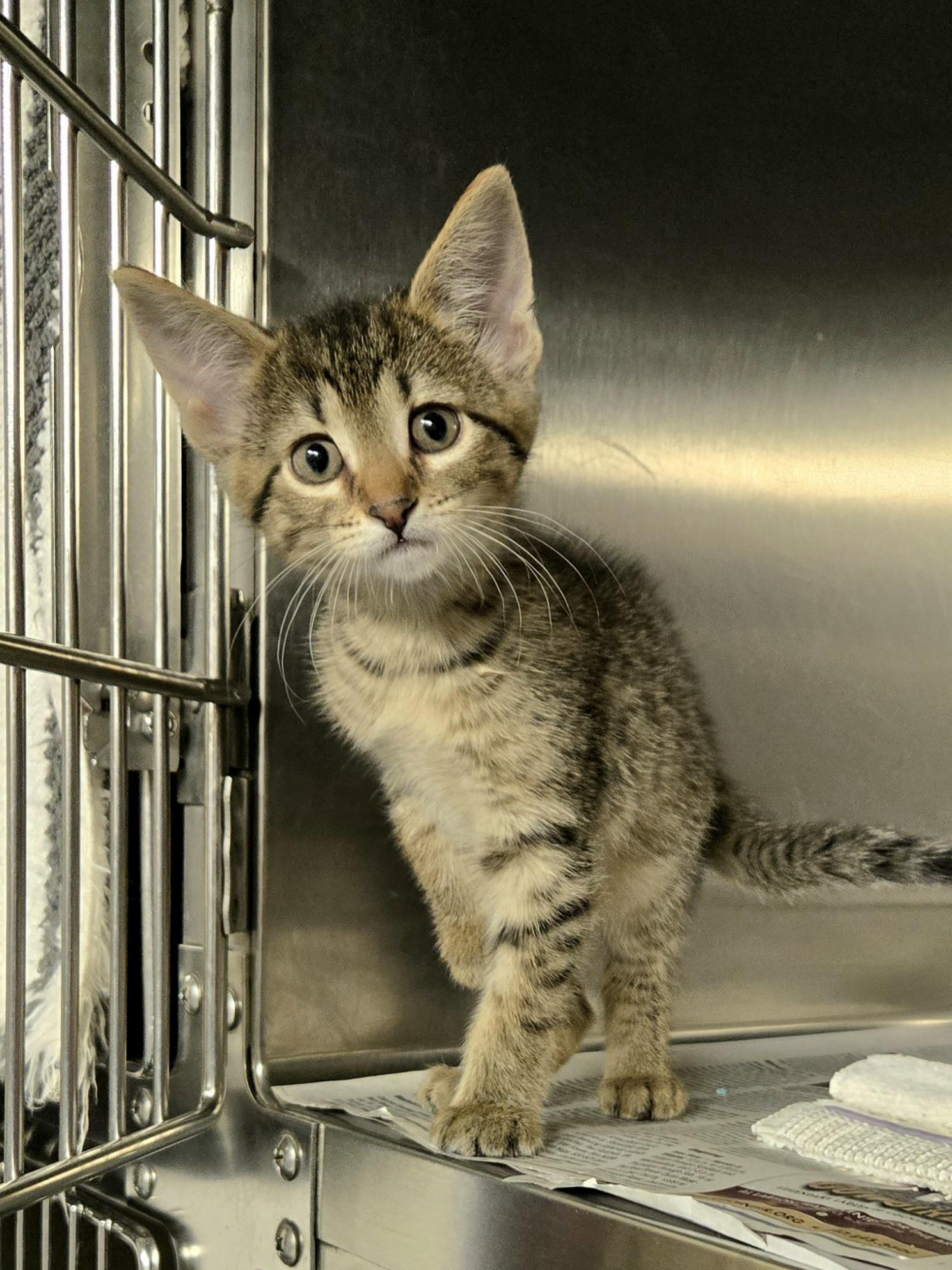 Enlarge 3 baby kittens, an adopted Domestic Short Hair in Arlington Heights, IL image 4/4