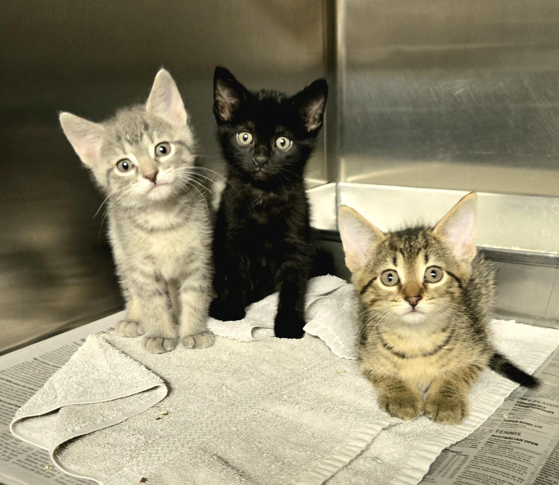 3 baby kittens, adopted, Kitten Female Domestic Short Hair.