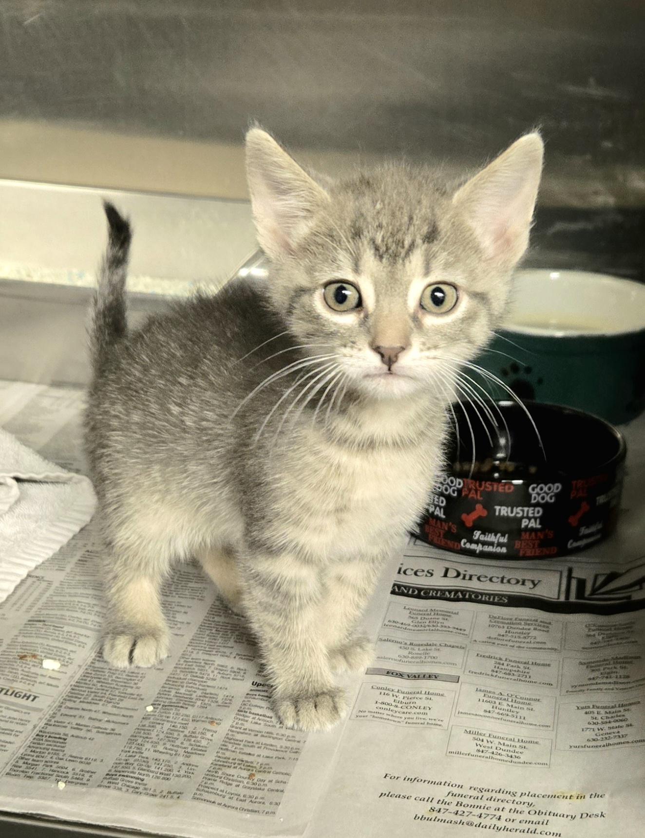 Enlarge 3 baby kittens, an adopted Domestic Short Hair in Arlington Heights, IL image 3/4