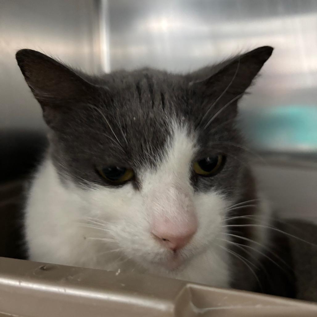 Lilac — thumbnail 2