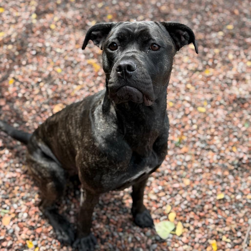 Bellatrix L-20-26, Adoptable, Adult Female Bullmastiff & Mixed Breed.