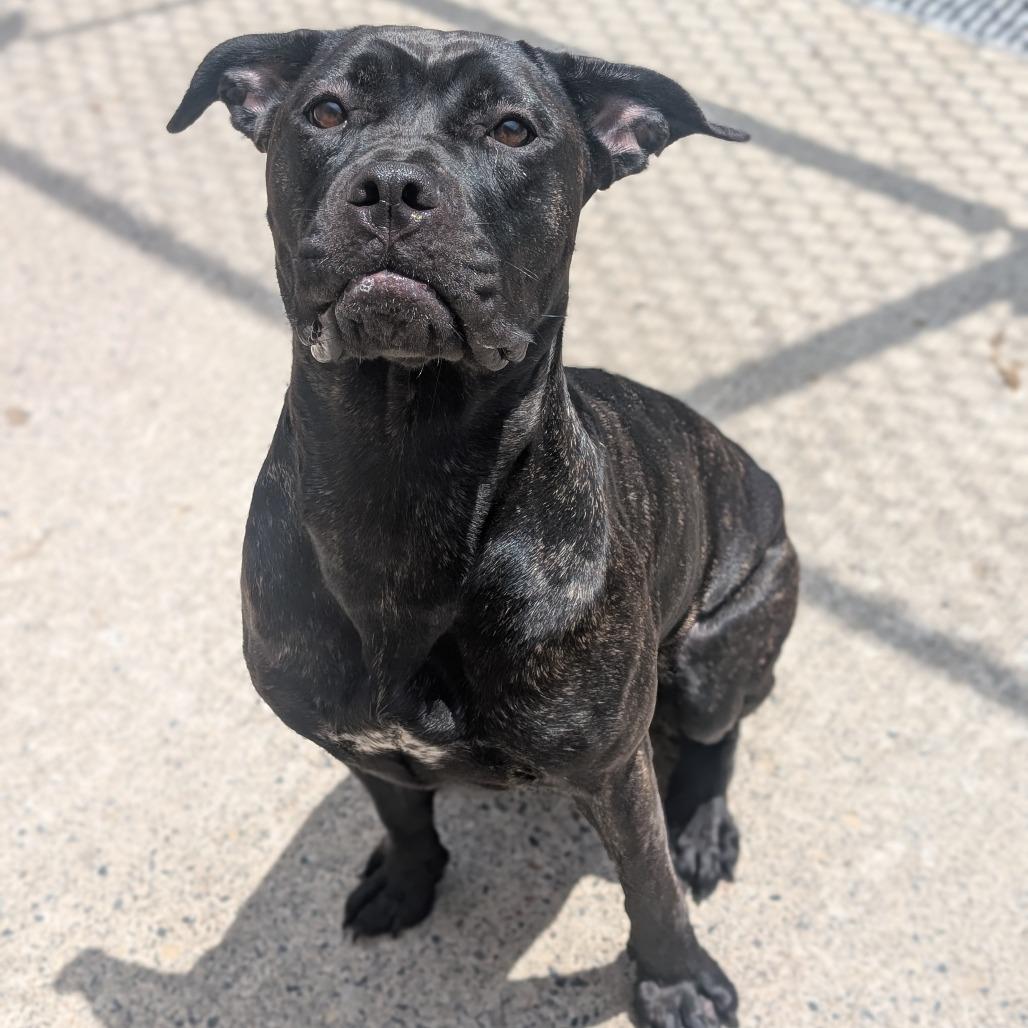 Bellatrix L-20-26, a Adoptable mixed breed in Watertown, NY image 2/6