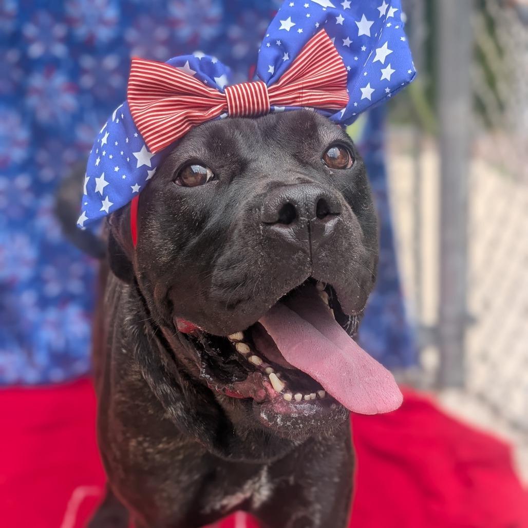 Bellatrix L-20-26, a Adoptable mixed breed in Watertown, NY image 3/6