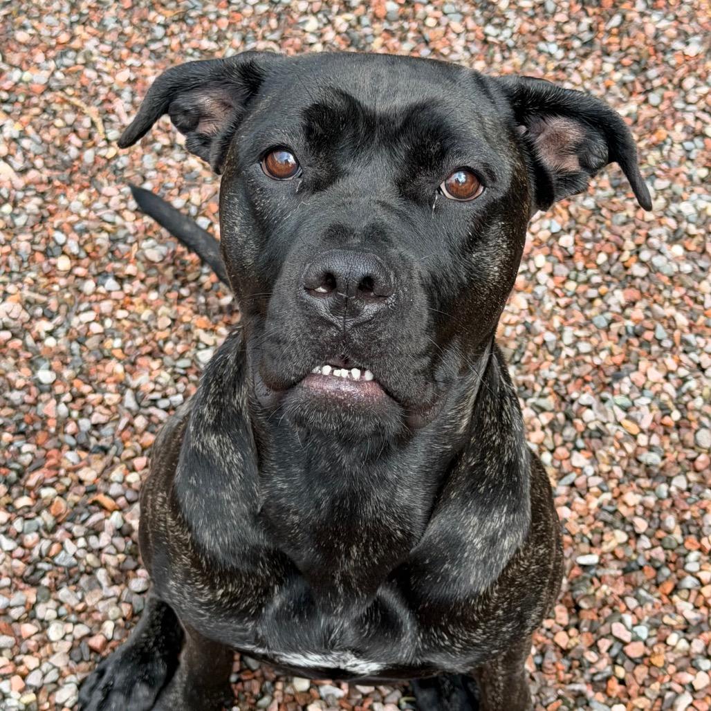 Bellatrix L-20-26, a Adoptable mixed breed in Watertown, NY image 4/6