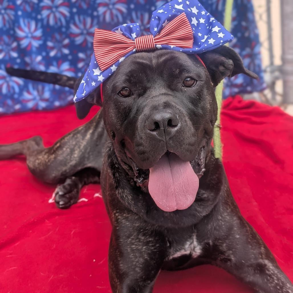 Bellatrix L-20-26, a Adoptable mixed breed in Watertown, NY image 5/6
