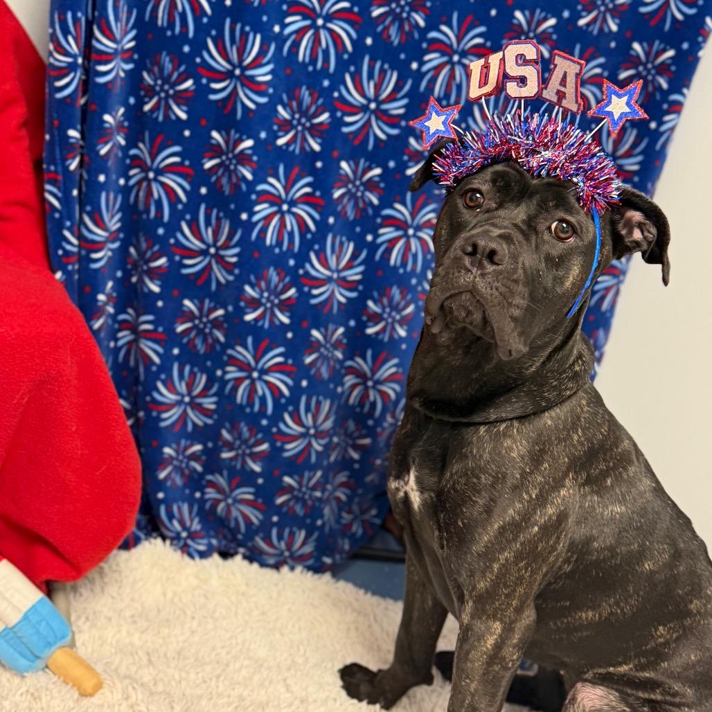 Bellatrix L-20-26, a Adoptable mixed breed in Watertown, NY image 6/6