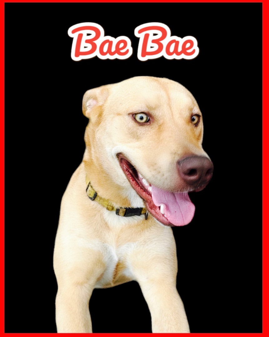 Beautiful Babee, a Adoptable mixed breed in Bixby, OK image 1/6