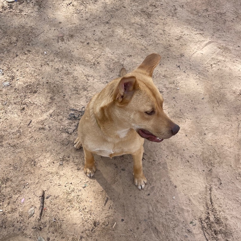 Beautiful Babee, a Adoptable mixed breed in Bixby, OK image 2/6