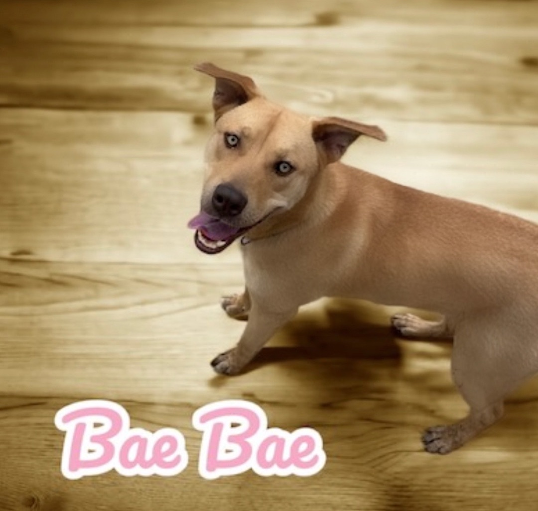 Beautiful Babee, a Adoptable mixed breed in Bixby, OK image 3/6