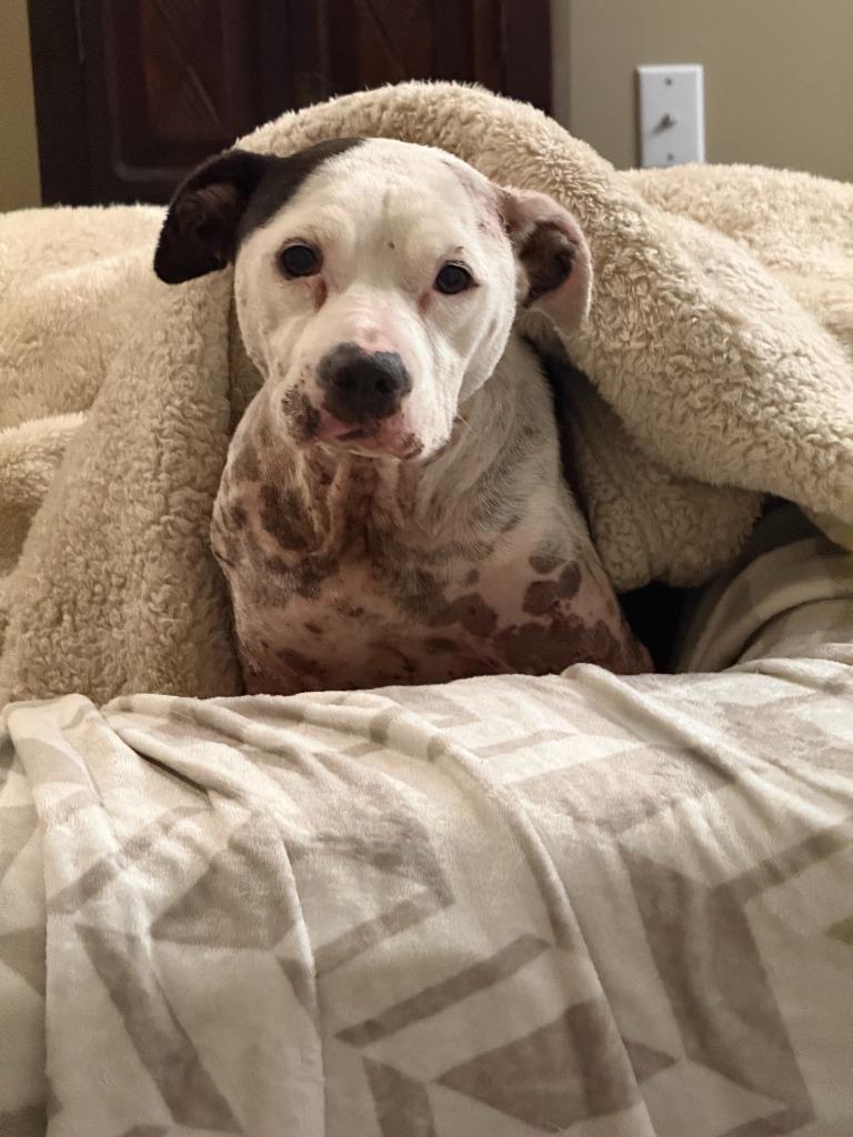 Maxine, Adoptable, Young Female Mixed Breed.