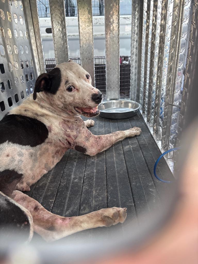 Enlarge Maxine, a Adoptable mixed breed in Effingham, SC image 2/3